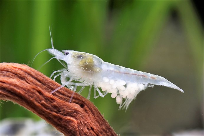 Креветка Снежинка - Neocaridina CF. Zhangjiajiensis var. White