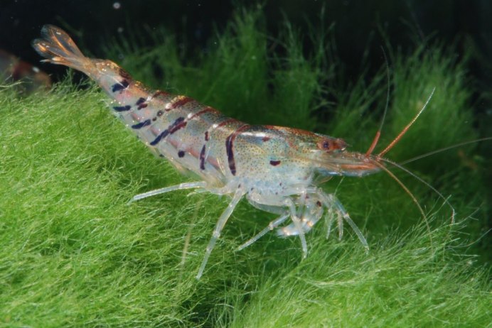 Азиатские стеклянные креветки Macrobrachium lanchesteri