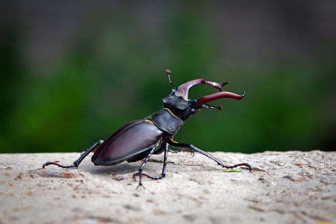 Жук-олень (Lucanus Cervus)