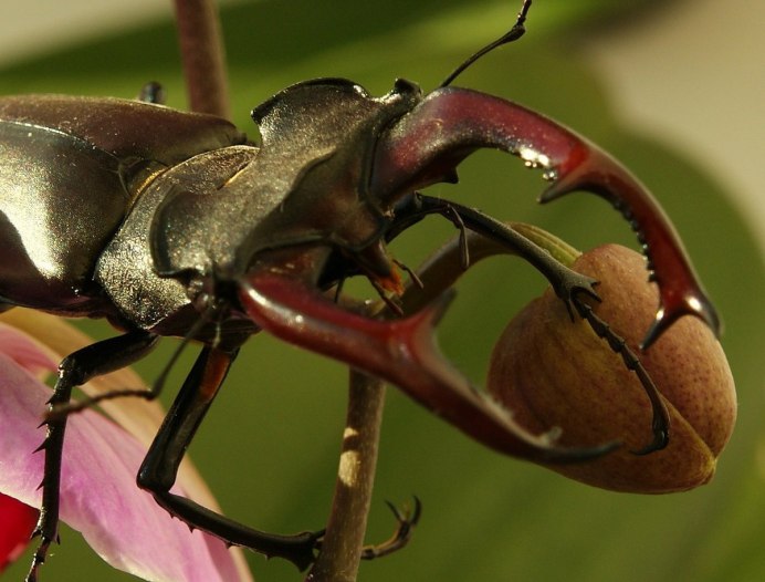Жук Lucanus Cervus