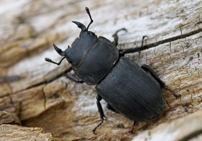Жук Lucanus Cervus