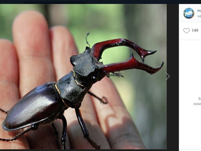 Рогач Дыбовского Lucanus maculifemoratus