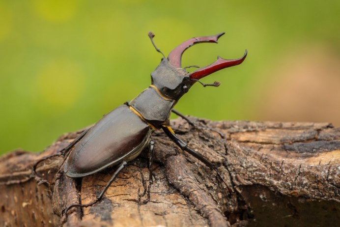 Жук Lucanus Cervus