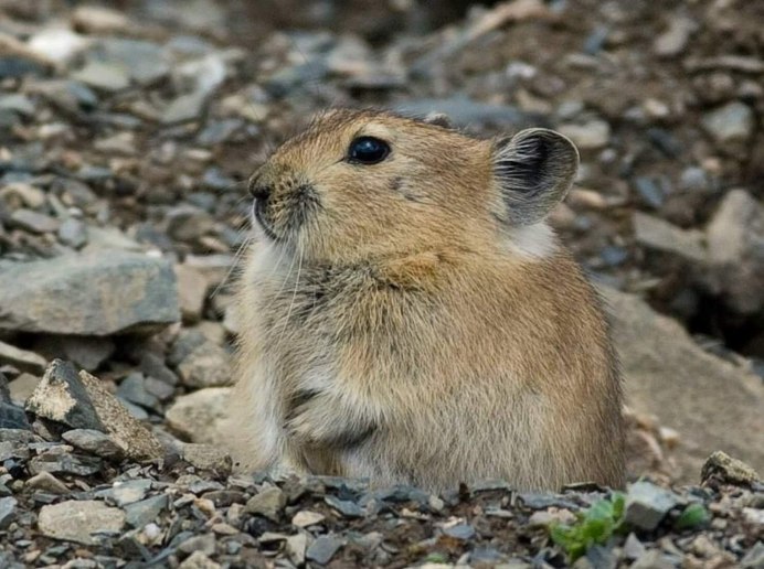 Северная пищуха (Ochotona Hyperborea)