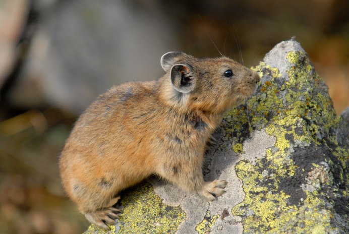 Суслик Краснощекий – Spermophilus erythrogenys