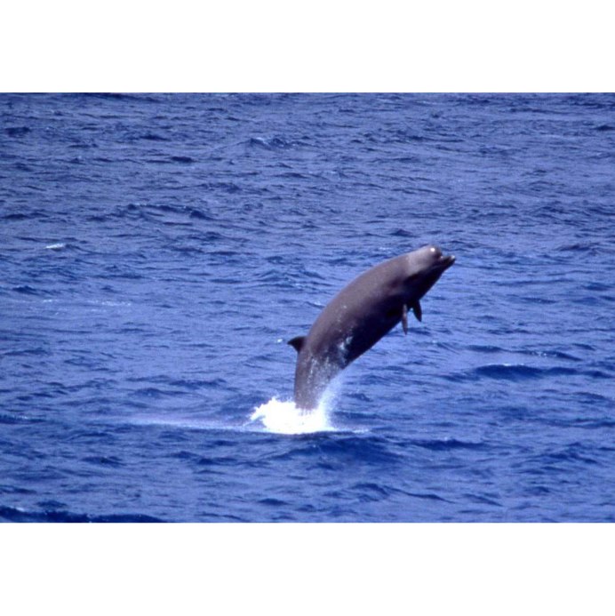 Ziphius cavirostris