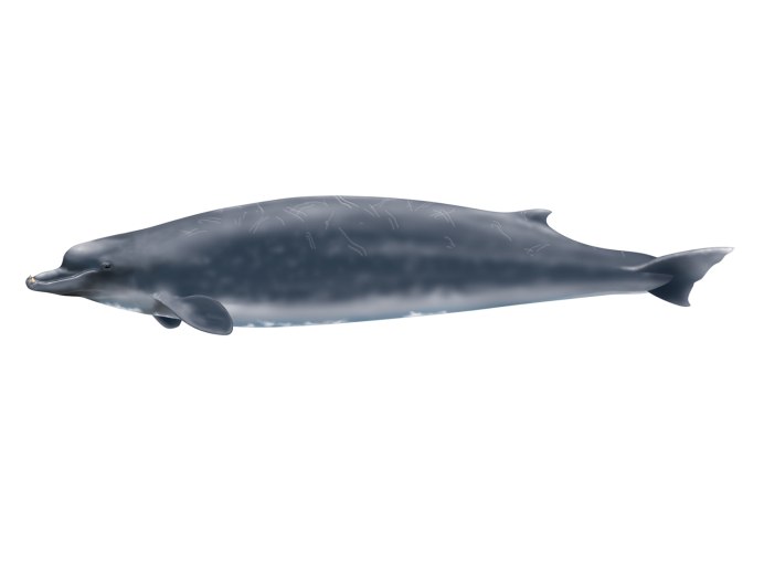 Hyperoodon ampullatus