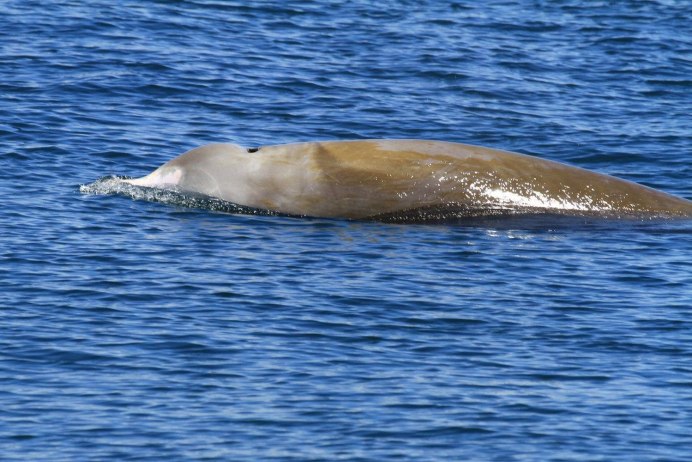 Cuvier beaked Whale