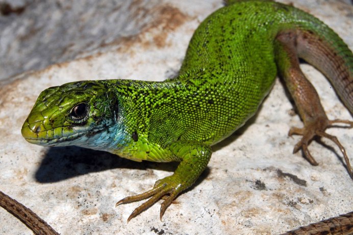 Ящерица Lacerta Agilis
