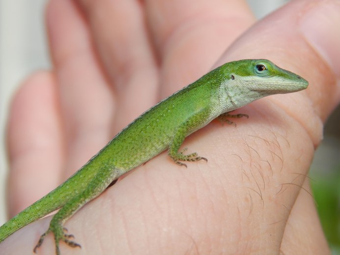 Прыткая ящерица Lacerta Agilis Максим Рыжов