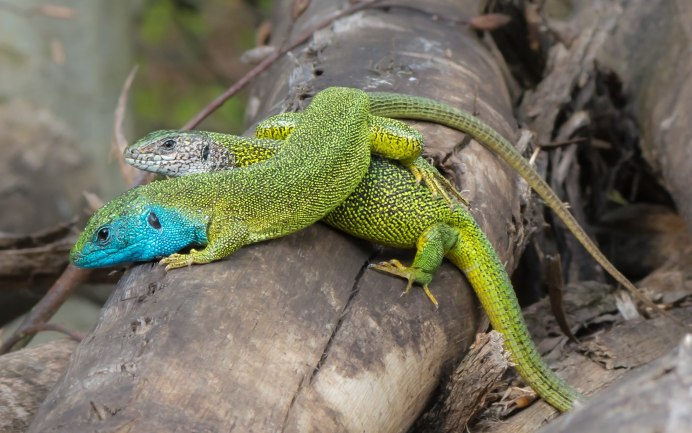 Lacerta muralis