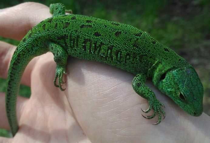 Ящерица Луговая (Lacerta praticola)