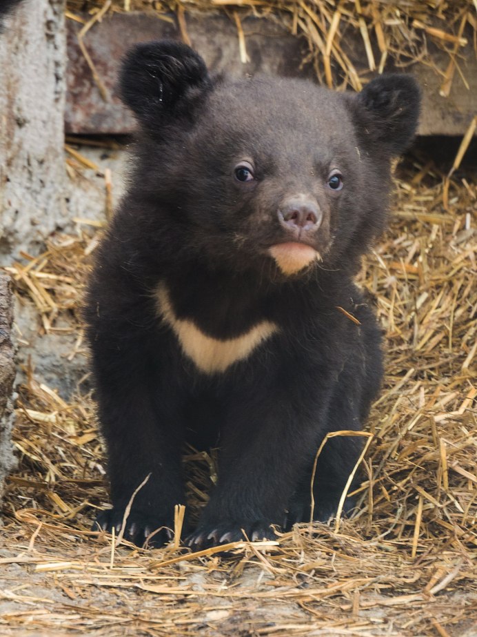 Гималайский медведь