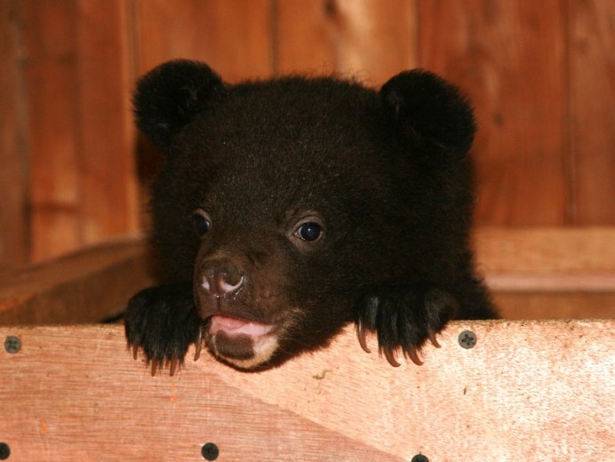 Маленький Гималайский Медвежонок