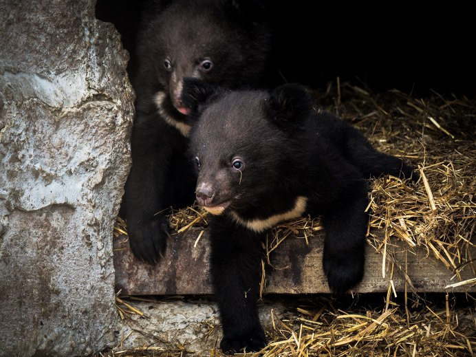 Азиатский черный медведь фото
