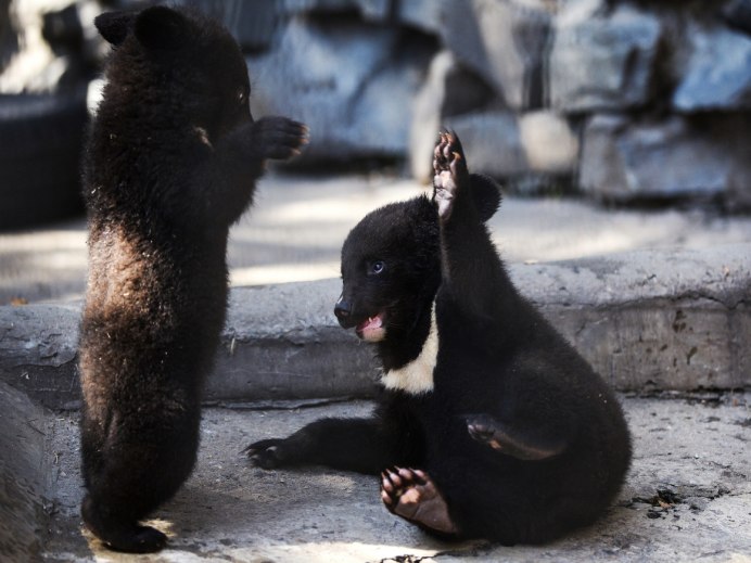 Тибетский мастиф и Гималайский медведь
