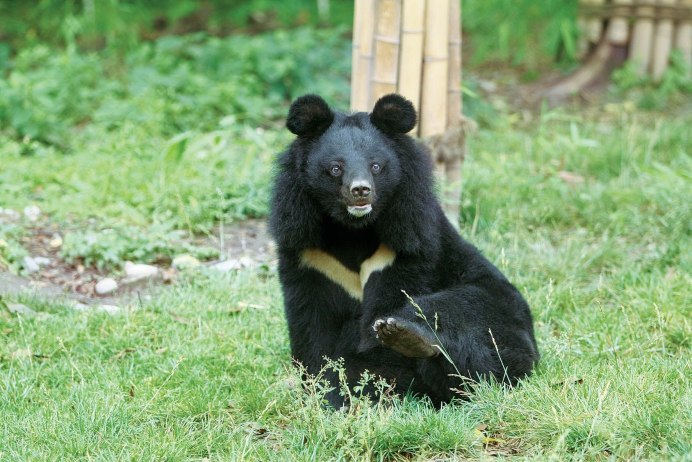 Новосибирский зоопарк Гималайский медведь