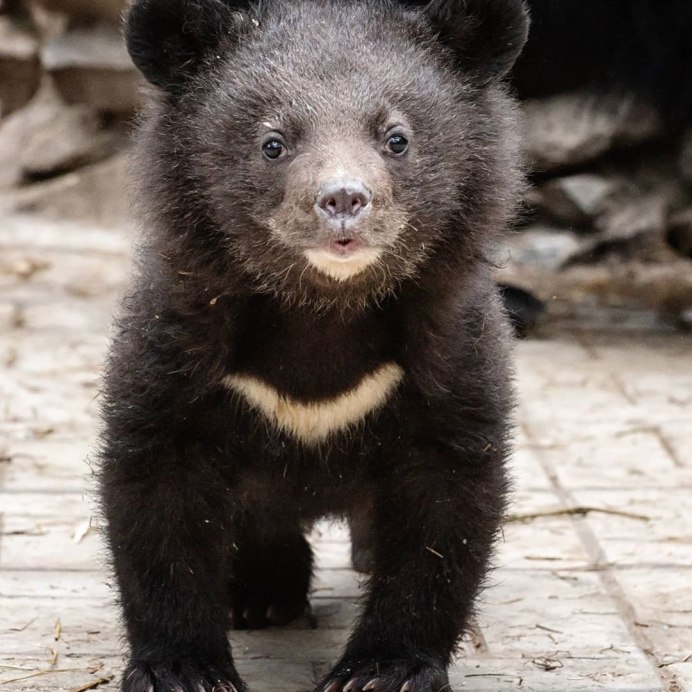 Гималайский медведь