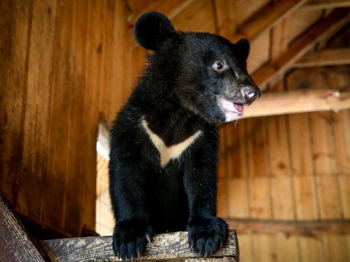 Белогрудый медведь