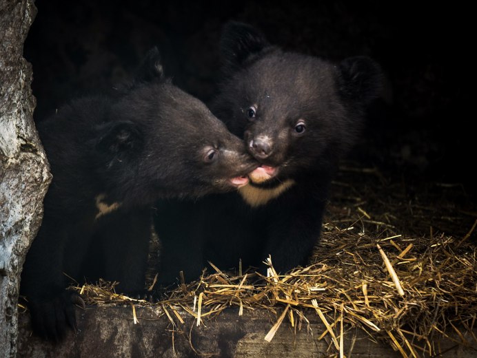 Ареал медведя барибала