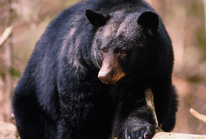 Гималайский медведь