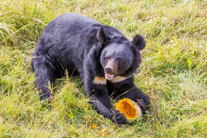 Формозский черный медведь