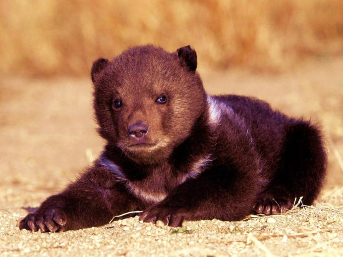 Медведь лезет на гору