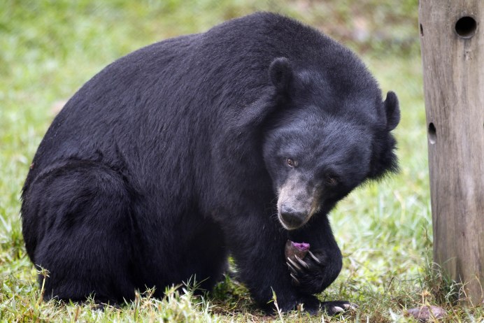 Медвежонок гималайского медведя