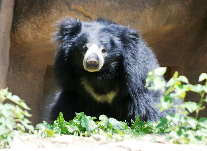 Щенок гималайского медведя