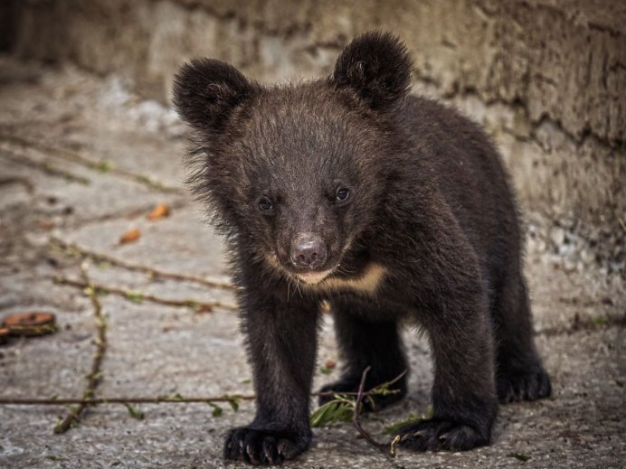 Гималайский медведь