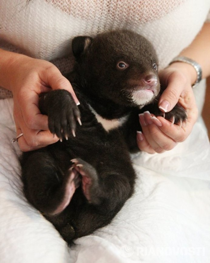 Гималайский медведь детеныш