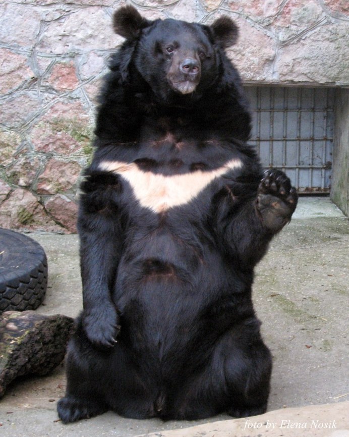 Гималайский медведь Приморский край