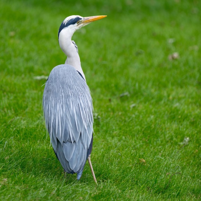 Great Blue Heron птица
