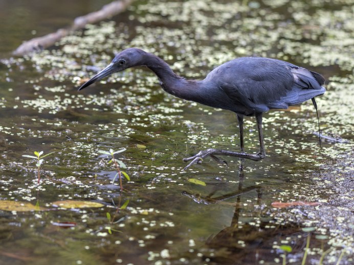 Egretta Tricolor