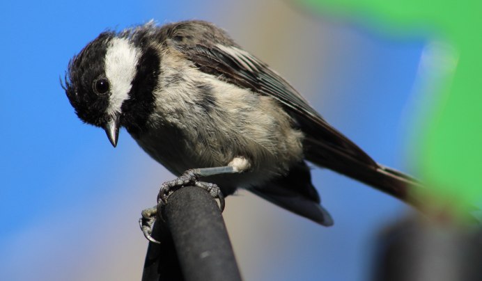 Motacilla Alba yarrellii