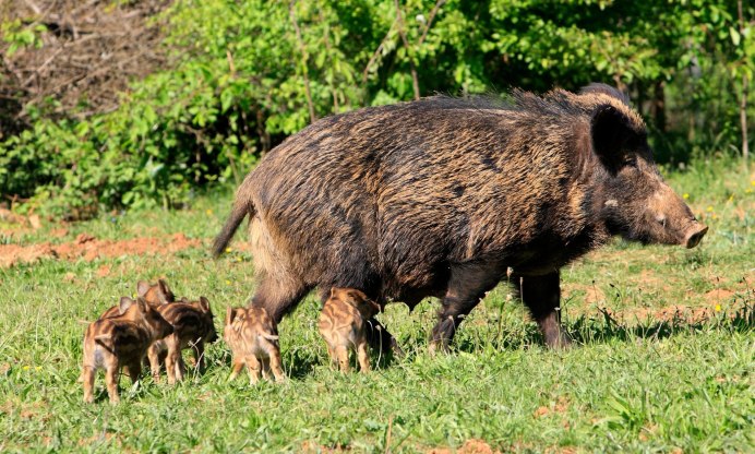 Европейский дикий кабан sus scrofa Ferus
