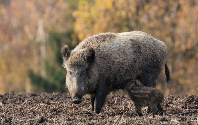 Кабан (sus scrofa)