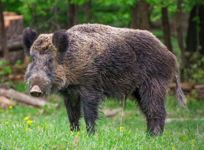Кабан (sus scrofa)
