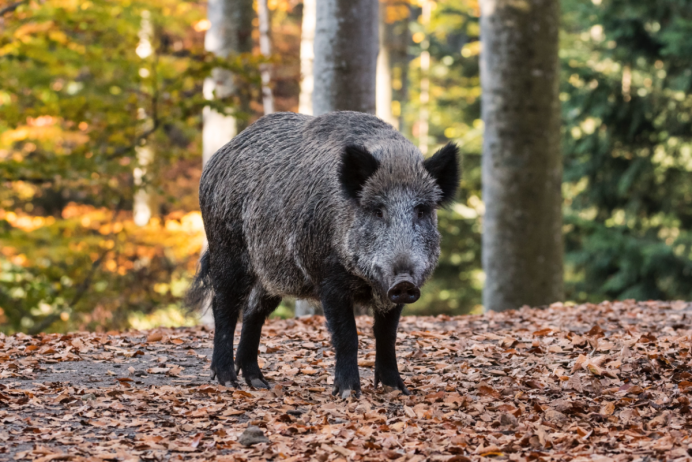 Кабан (sus scrofa)