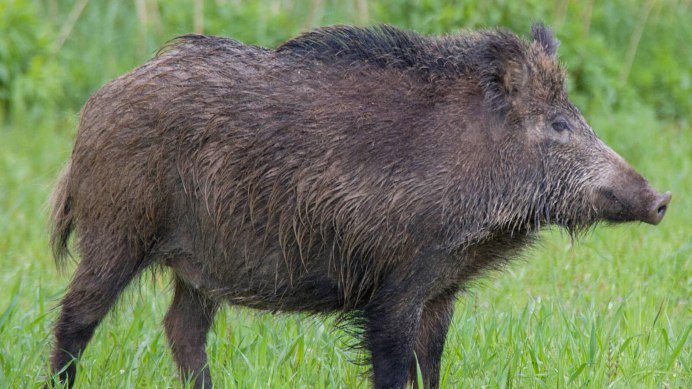 Кабан (sus scrofa l.)