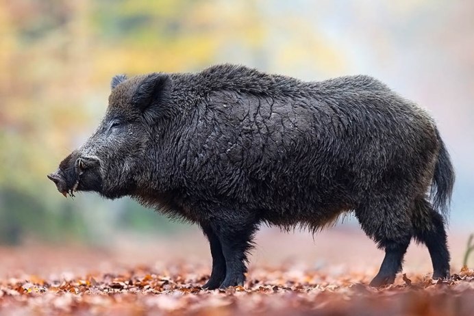 Кабан (sus scrofa)