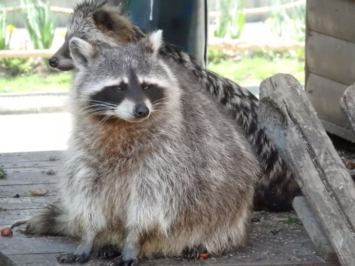 Животные субтропиков России енот полоскун