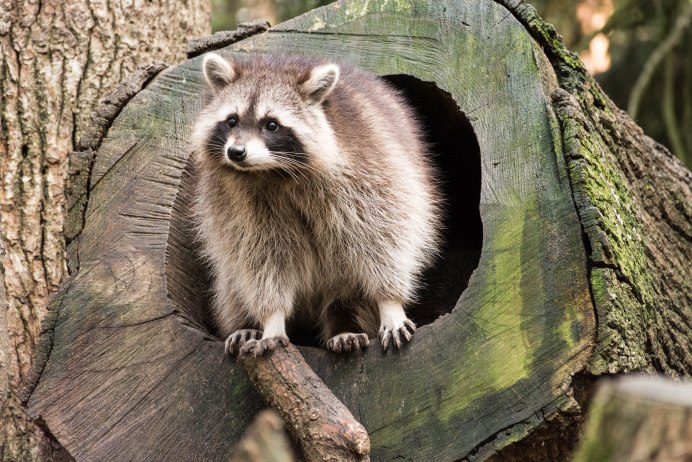 Североамериканский енот полоскун
