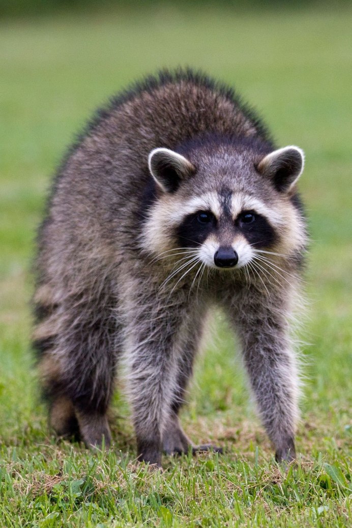 Енот полоскун коричневый