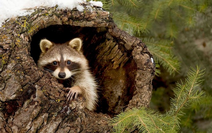 Коричневый енот