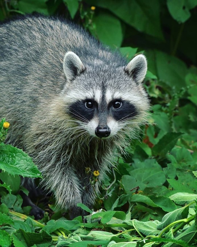 Енот полоскун в дикой природе