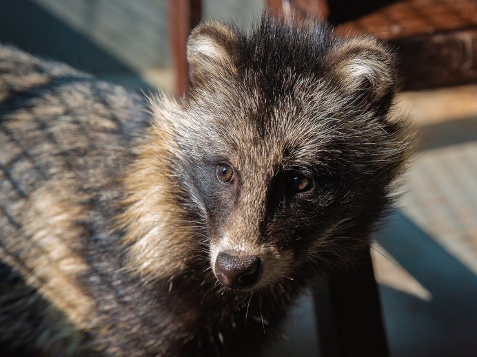 Енот полоскун детеныш