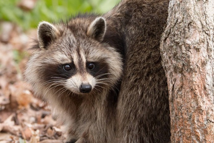 Енот полощет