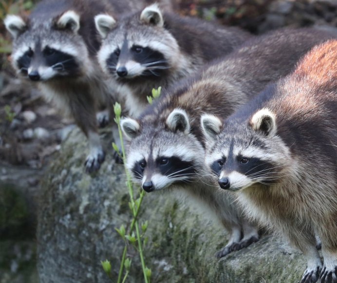 Енот полощет