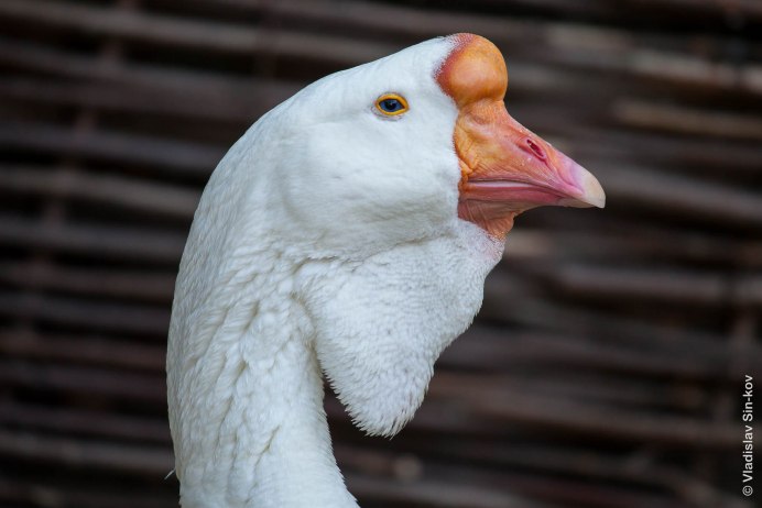 Белый Гусь (лат. Anser caerulescens) симрилик
